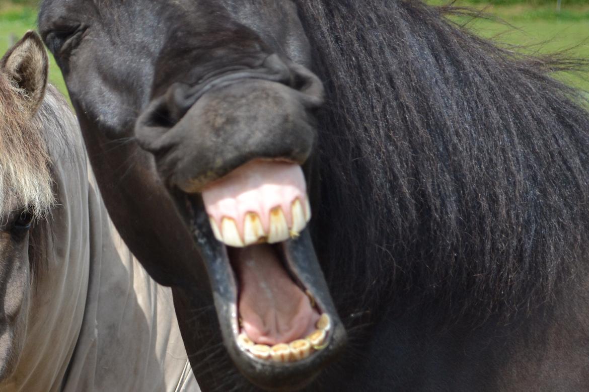 Islænder Baldur (verdens bedste) - Typisk Baldur... :D © billede 6