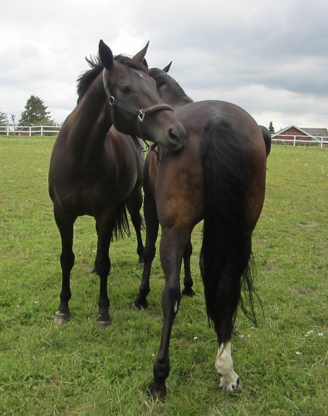 Dansk Varmblod Feodora Khan - Feodora og Little - bedste venner! Den 15. juli 2013 billede 19
