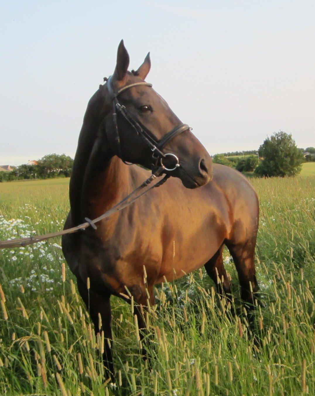 Dansk Varmblod Feodora Khan - Smukke Feodora, den 8. juli 2013. billede 1