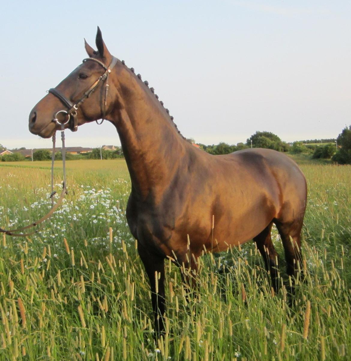 Dansk Varmblod Feodora Khan - Smukke Feodora, den 8. juli 2013. billede 2