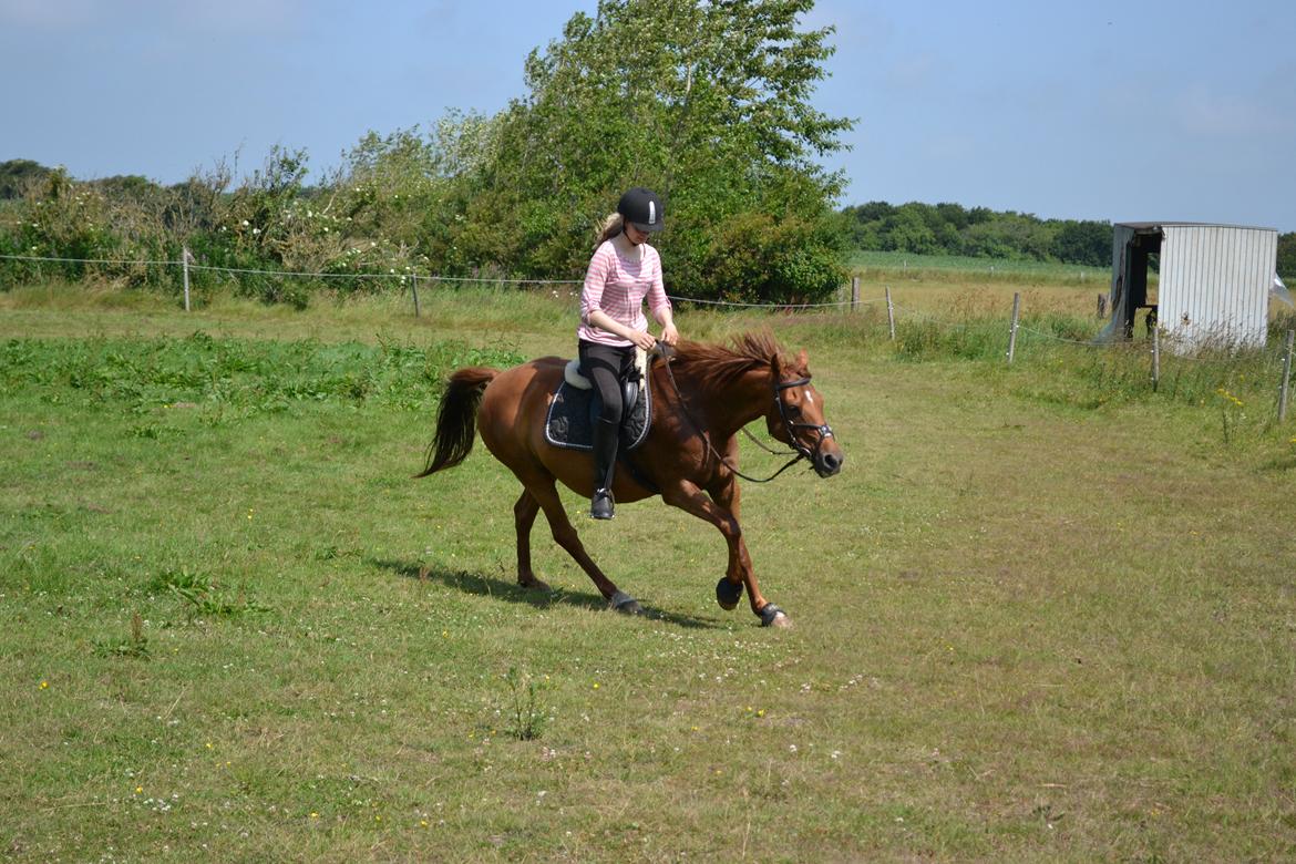 Welsh Partbred (Sec F) Waardhoeve's Ilona *Maggie* billede 15