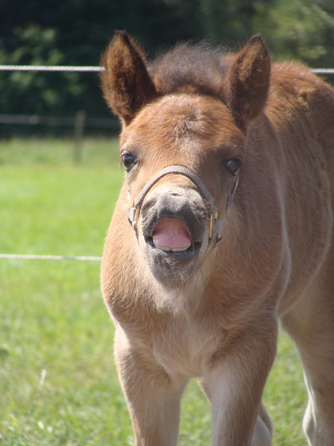 Islænder Djass fra Østervang billede 8