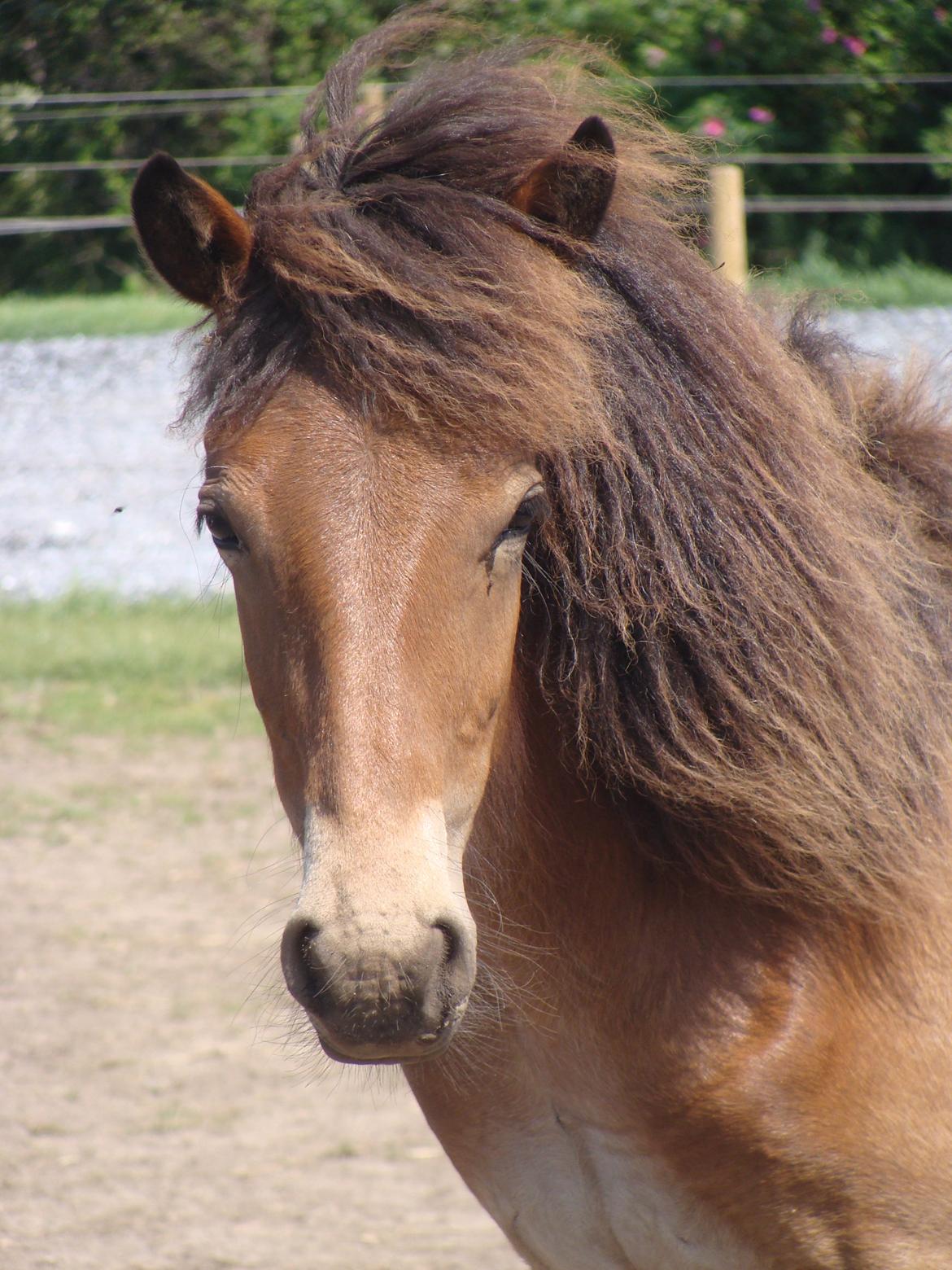 Islænder Faxnir fra Østervang - Smukke smukke Faxi, næsten et år gammel billede 7