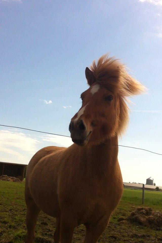 Islænder Sóley fra Röðli billede 1