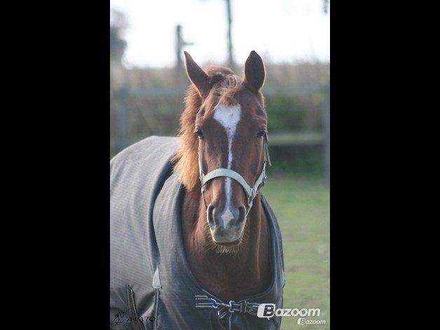 Hollandsk Sportspony *Joe* "Drømmeponyen!!":-* - Joe på folden det gamle sted. billede 6