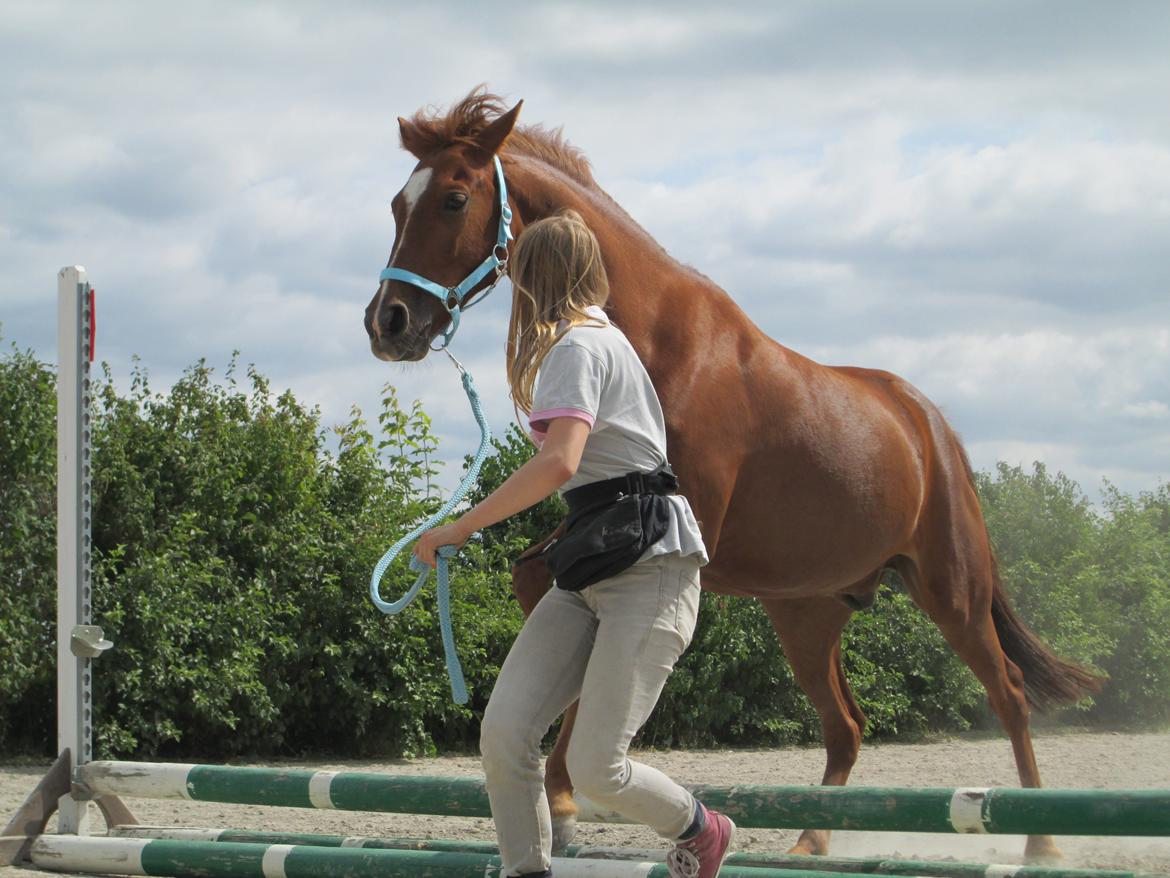 Hollandsk Sportspony *Joe* "Drømmeponyen!!":-* - Hej og velkommen til Joes profil! billede 1