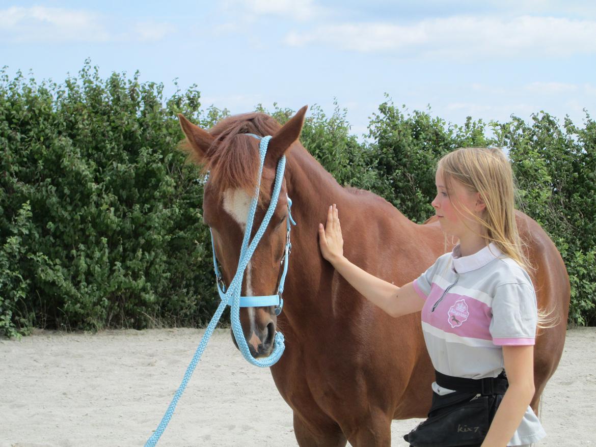 Hollandsk Sportspony *Joe* "Drømmeponyen!!":-* - Fjollede Joe igen :) billede 17