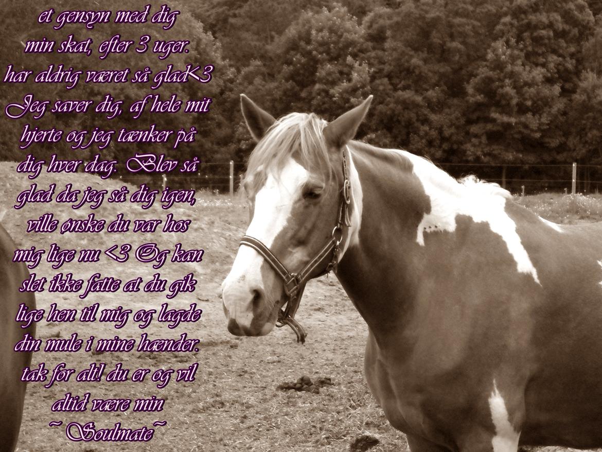 Pinto † Pucahontas † - 16/7-13<3 billede 19