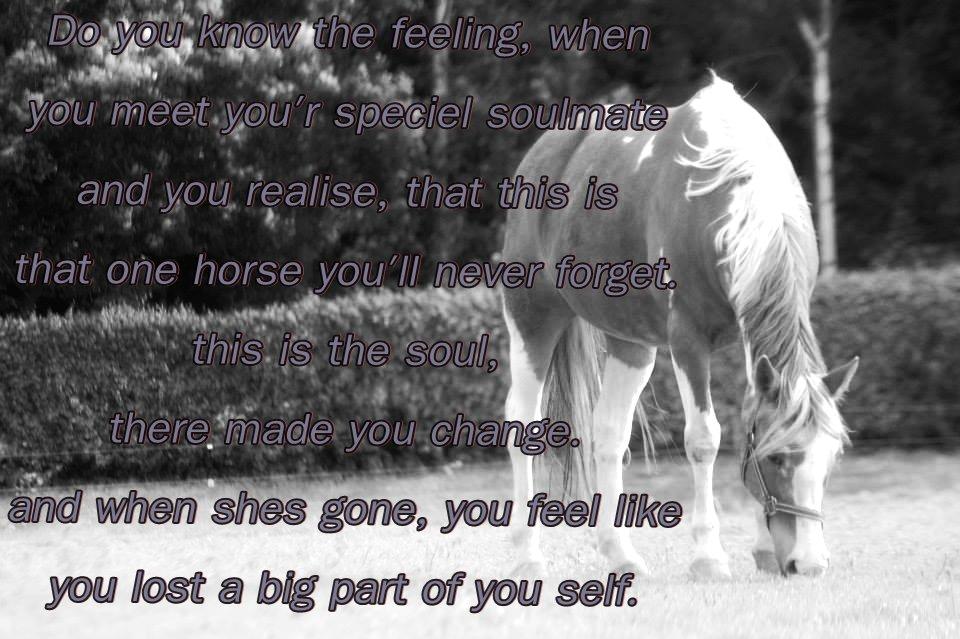 Pinto † Pucahontas † billede 17