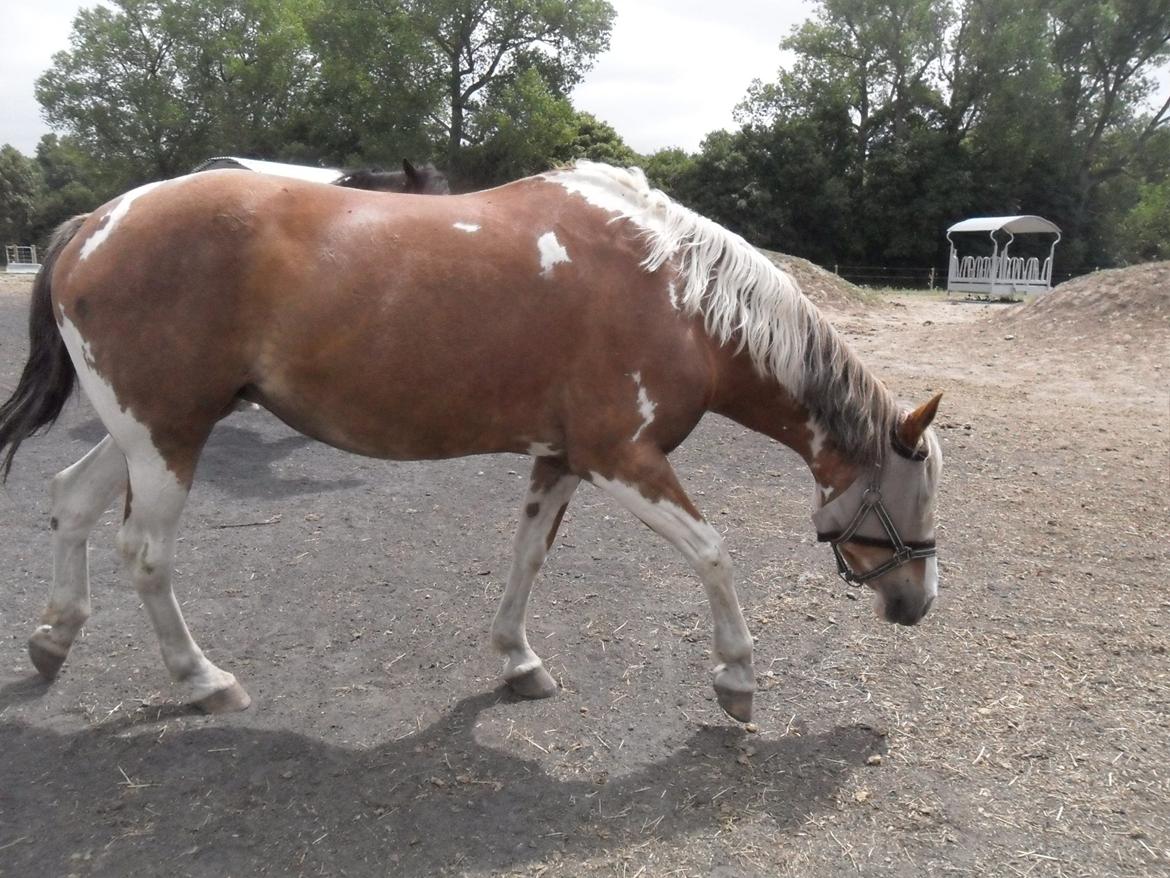 Pinto † Pucahontas † - 16/7-13<3 billede 20