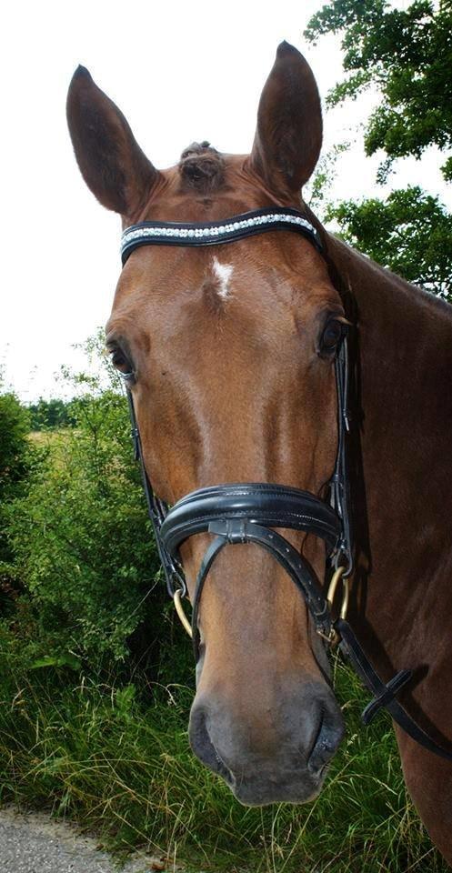 Dansk Varmblod Donatella (sutte) - min smukke hest med sit nye pandebånd billede 5