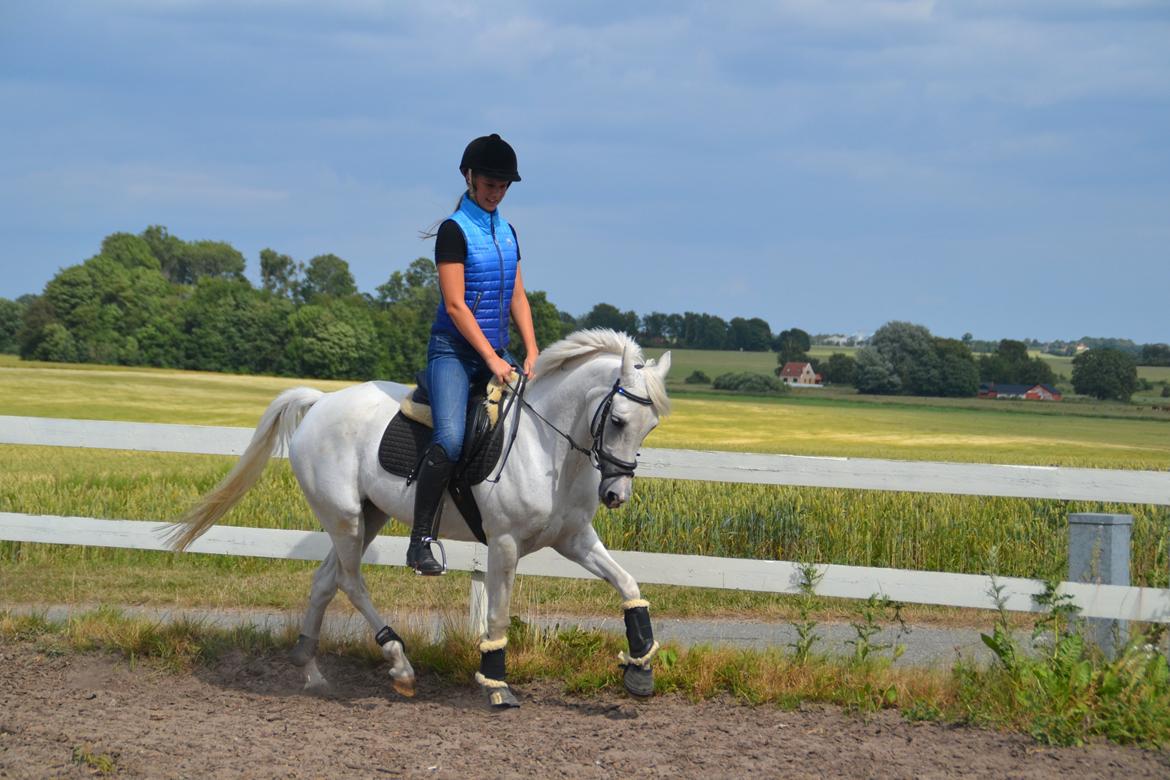 Tysk Sportspony Maidens Blush - Maiden <3 <3 Fotograf: mor billede 14