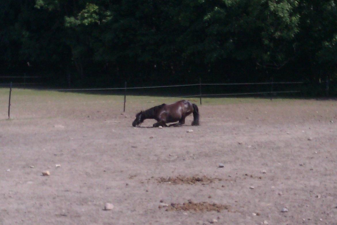 Anden særlig race Magic Malou <3<3 - Hun skal lige til at rulle sig:-) billede 6