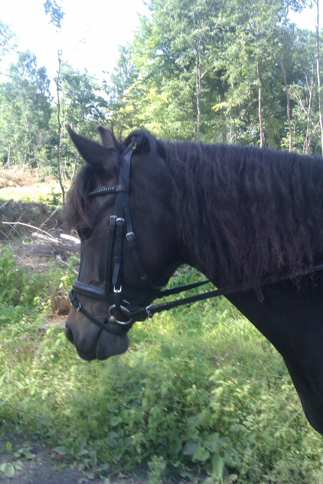Anden særlig race Magic Malou <3<3 - Min smukke pony<3<3 billede 10