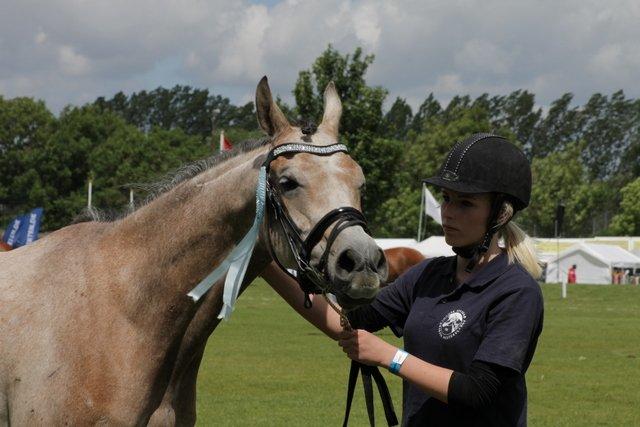 Arabisk fuldblod (OX) Zenitt - Skat <3 billede 19