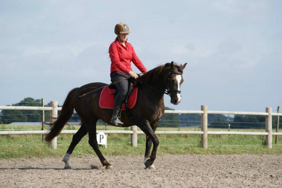 Anden særlig race Honey (Har redet) billede 19