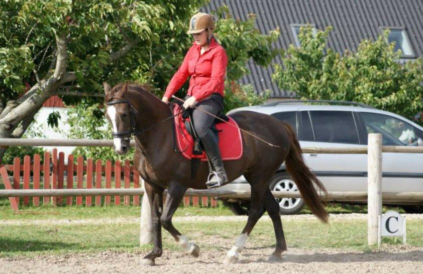 Anden særlig race Honey (Har redet) billede 20