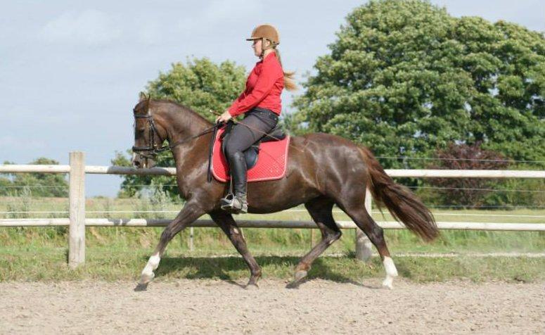 Anden særlig race Honey (Har redet) billede 21