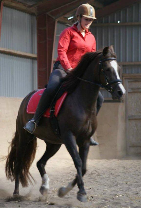 Anden særlig race Honey (Har redet) billede 22