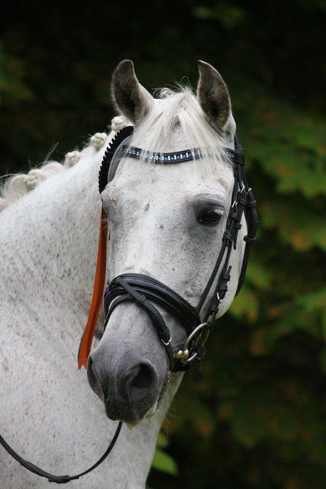 DSP Rafael Søblink *Soulmate* - D4 Horseshow d. 4-7-13 
Smukker Hafferlaf! 
2.plads & 5.plads billede 15