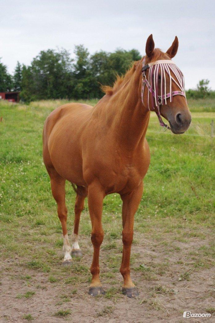 Fuldblod (XX) All that jazz billede 5