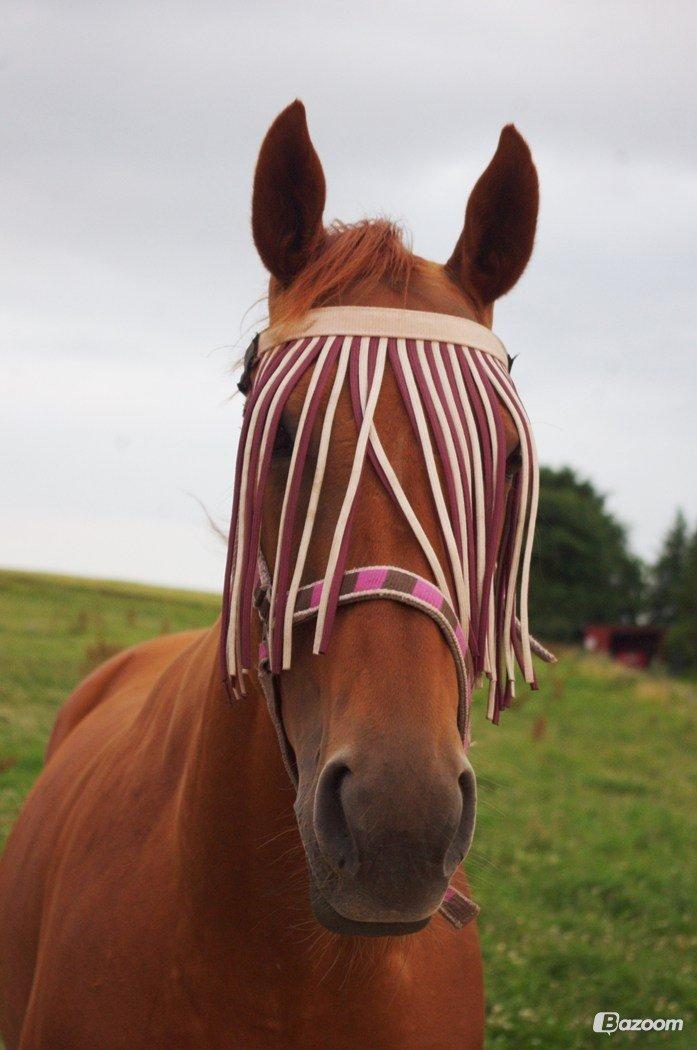 Fuldblod (XX) All that jazz billede 6