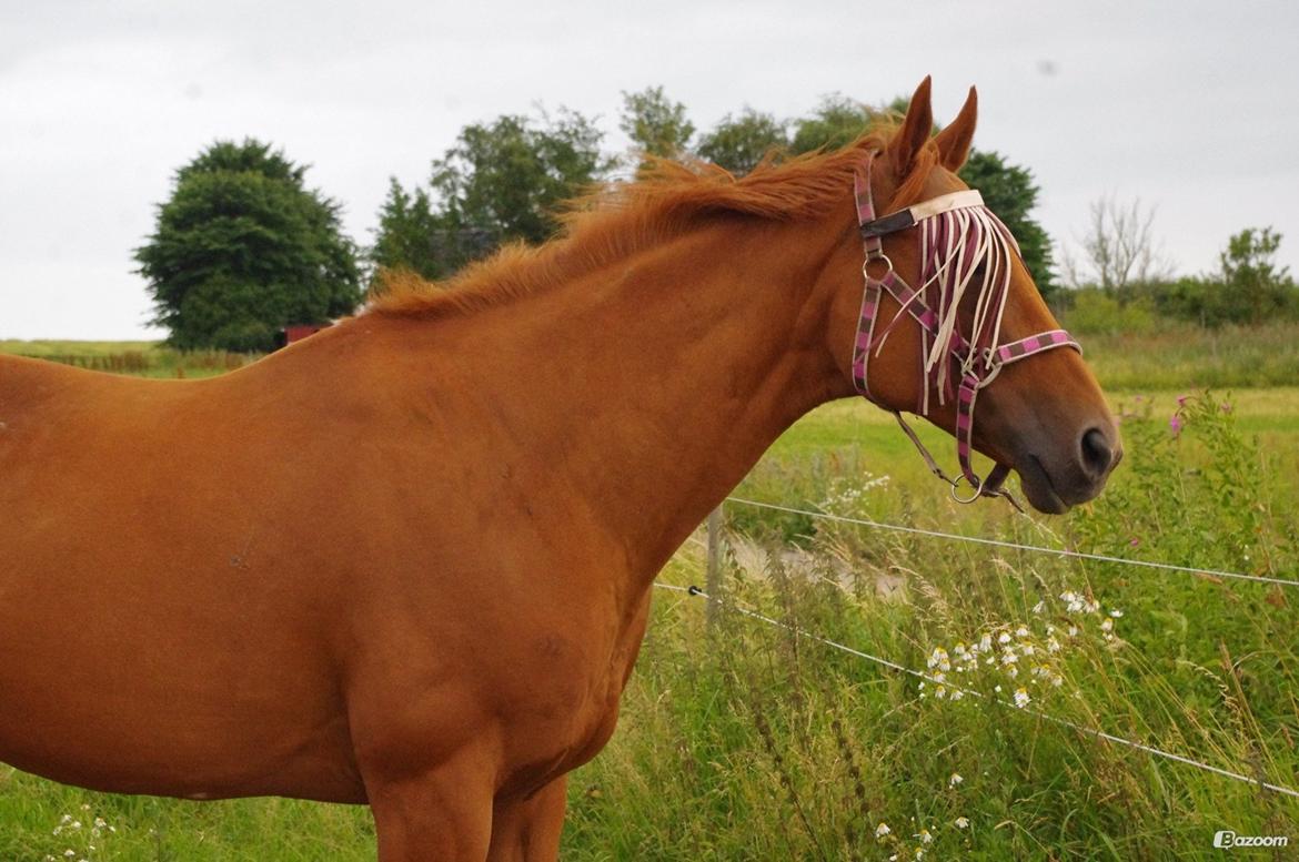 Fuldblod (XX) All that jazz billede 9