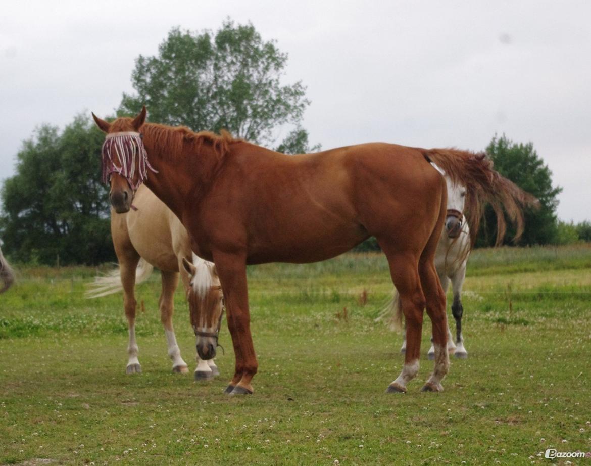 Fuldblod (XX) All that jazz billede 10