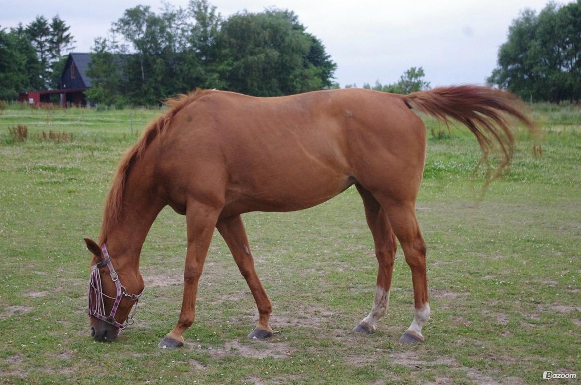 Fuldblod (XX) All that jazz billede 13