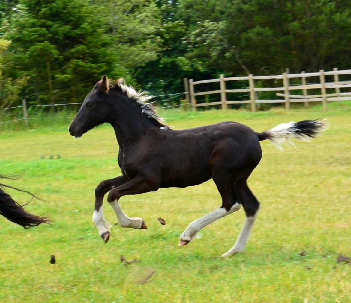 Barockpinto Freikje Fan Stald Barok 1. pr. CHAMPION 2013 billede 8