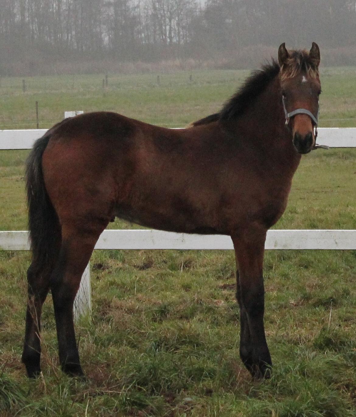 Dansk Varmblod Ringsgaards geni - Min Søde Geni som 6 mdr. nuttet føl <3 billede 30