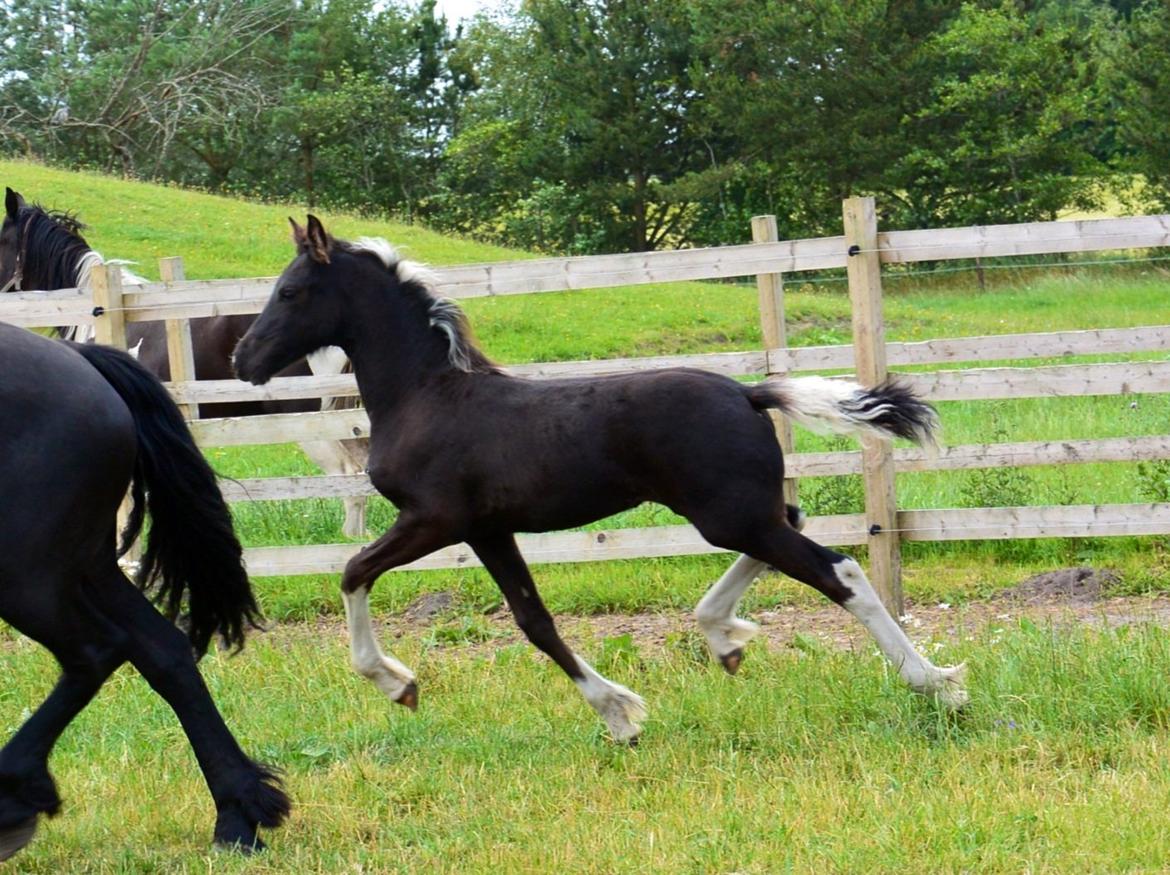 Barockpinto Freikje Fan Stald Barok 1. pr. CHAMPION 2013 billede 9