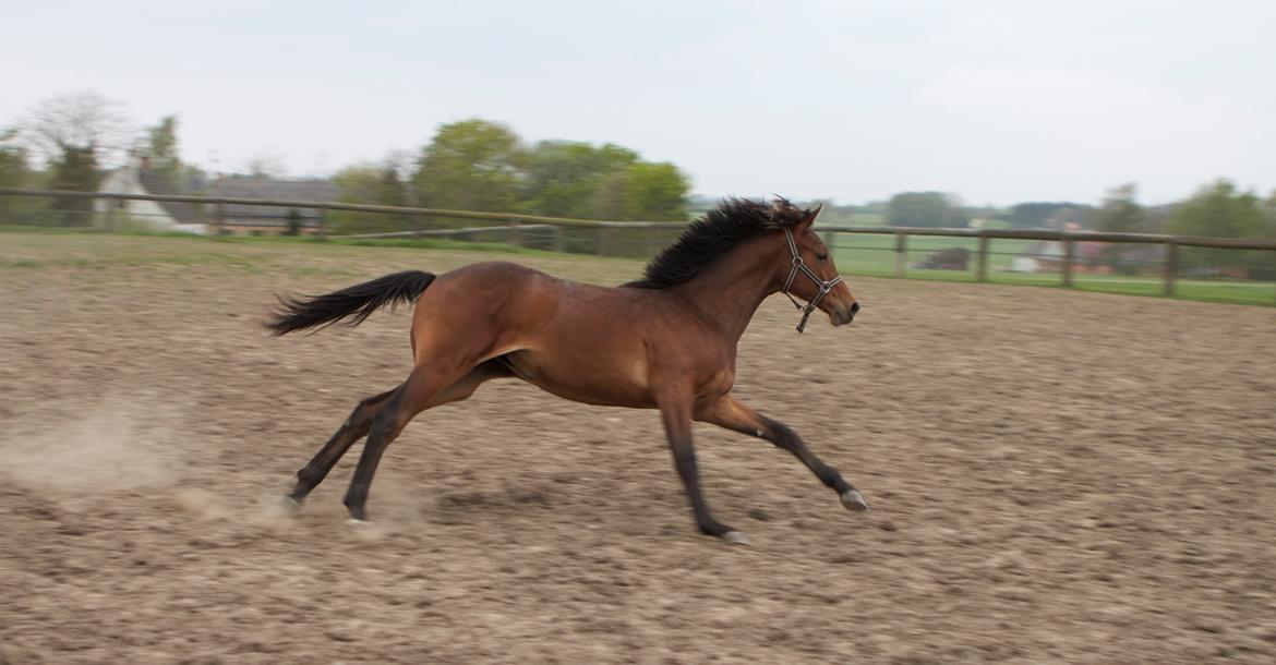 Dansk Varmblod Ringsgaards geni - Når der er knald på! 
Maj 2012 billede 31