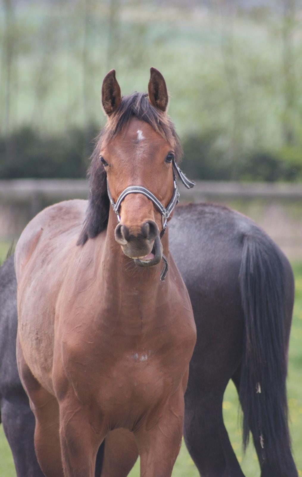 Dansk Varmblod Ringsgaards geni - Fjolle hest <3 
Maj 2012 billede 32