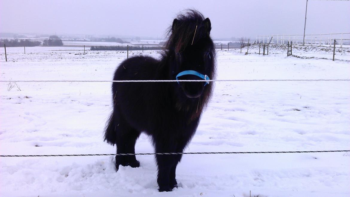 Anden særlig race Im The Peanut *Nutte* billede 1