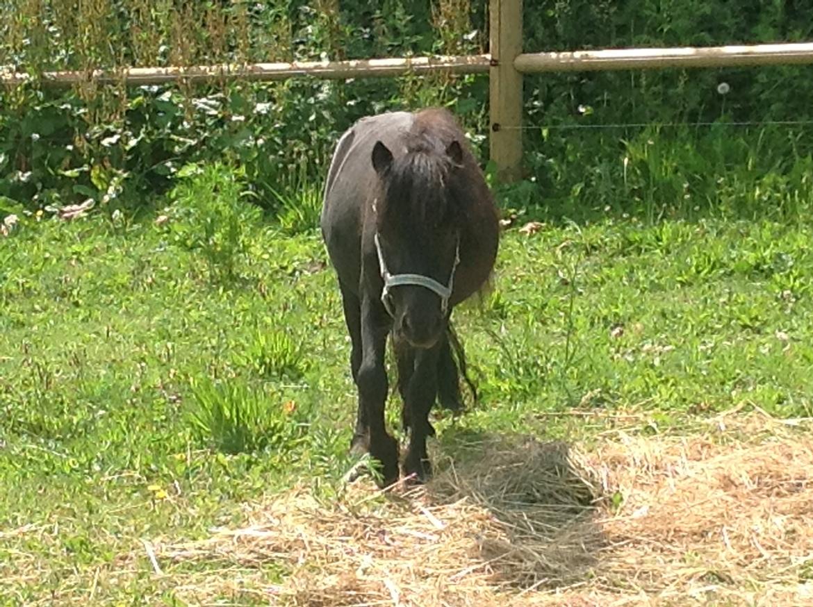Anden særlig race Im The Peanut *Nutte* billede 2