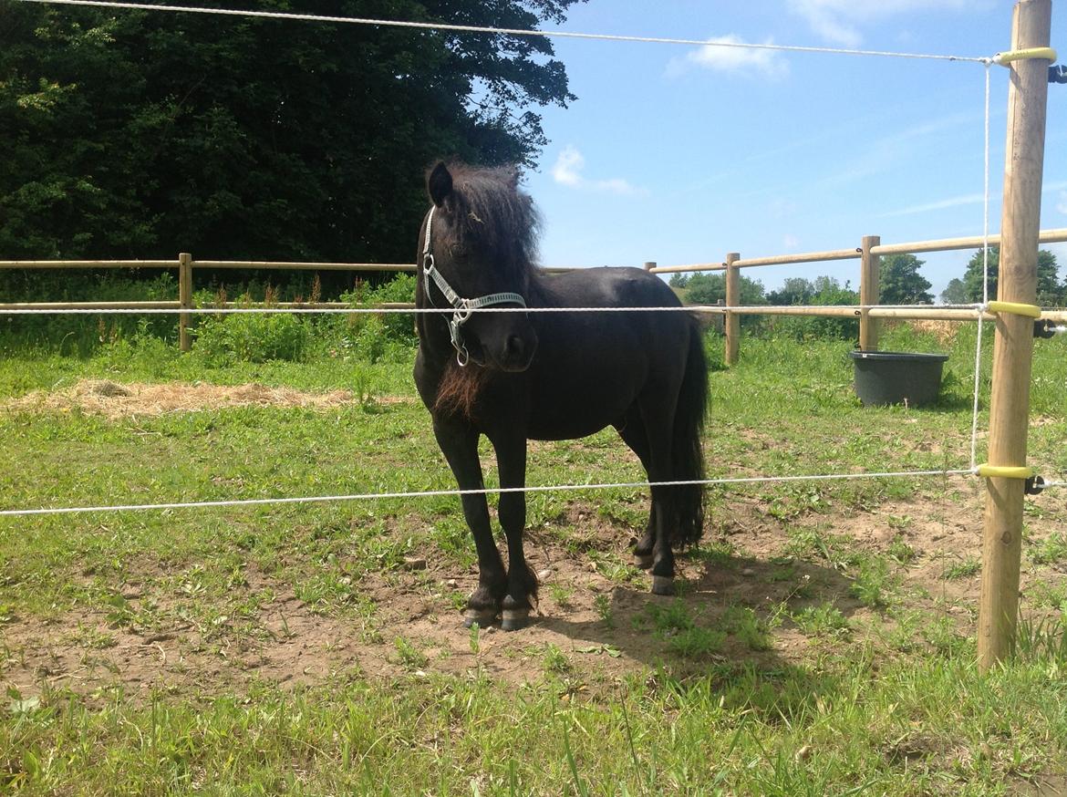 Anden særlig race Im The Peanut *Nutte* billede 3