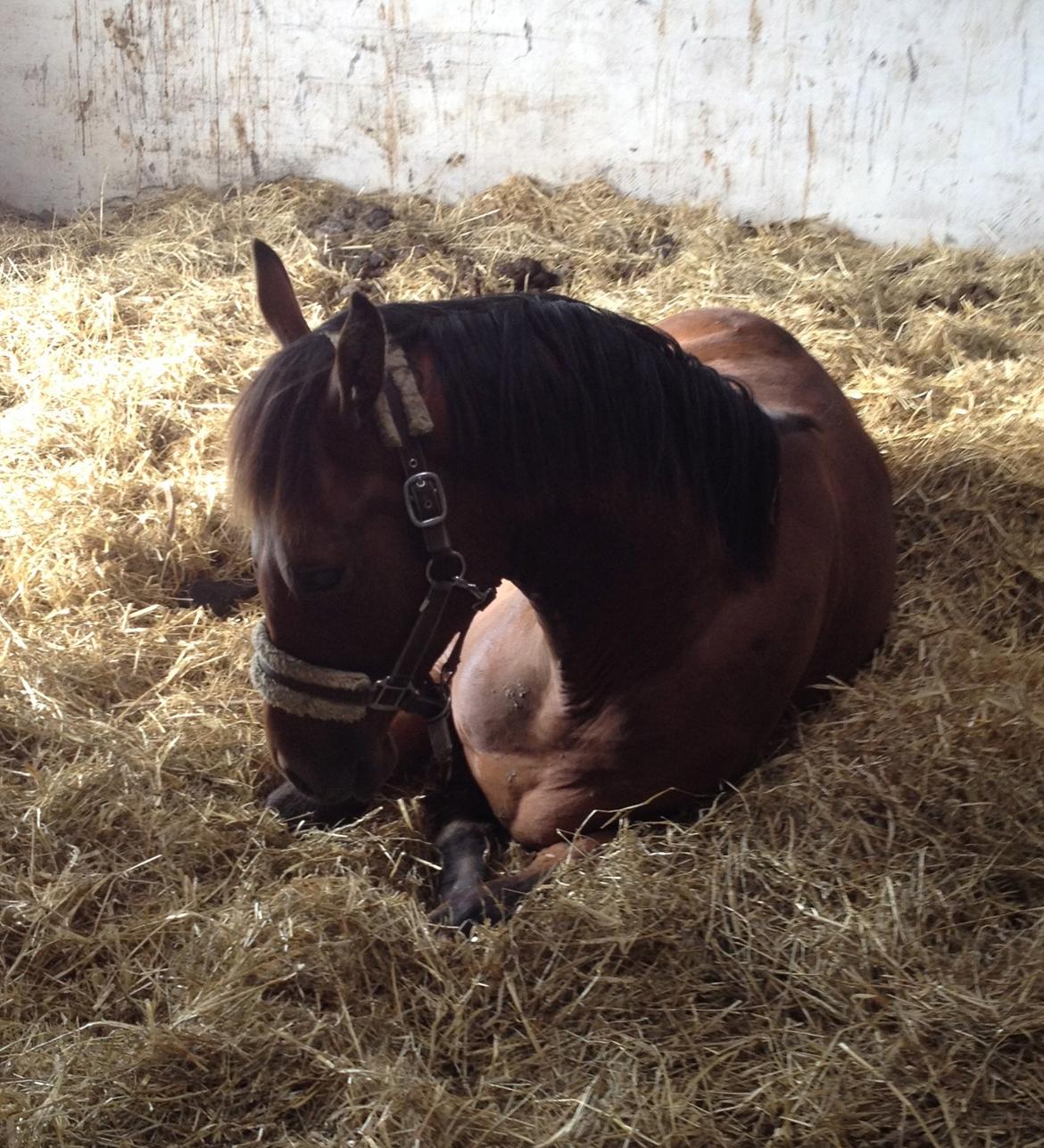 Dansk Varmblod Ringsgaards geni - træt hest <3 Juni 2012 billede 33