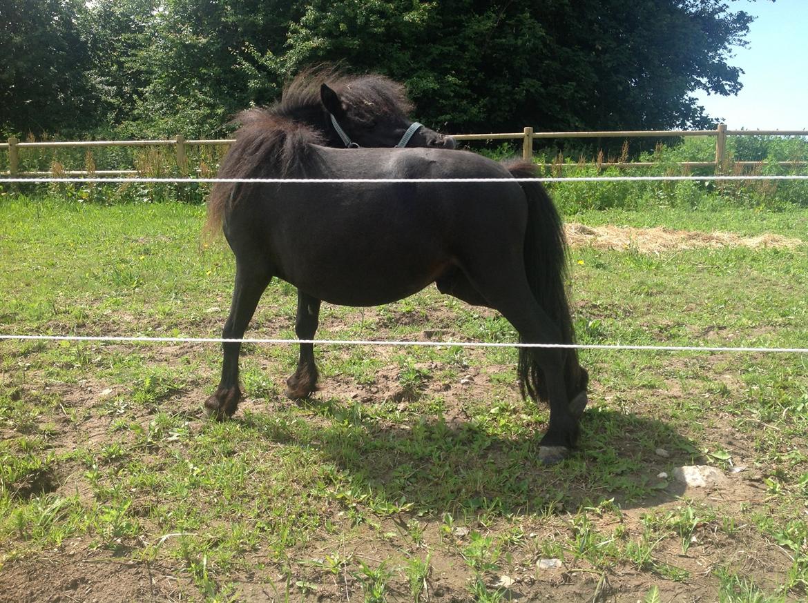 Anden særlig race Im The Peanut *Nutte* billede 4