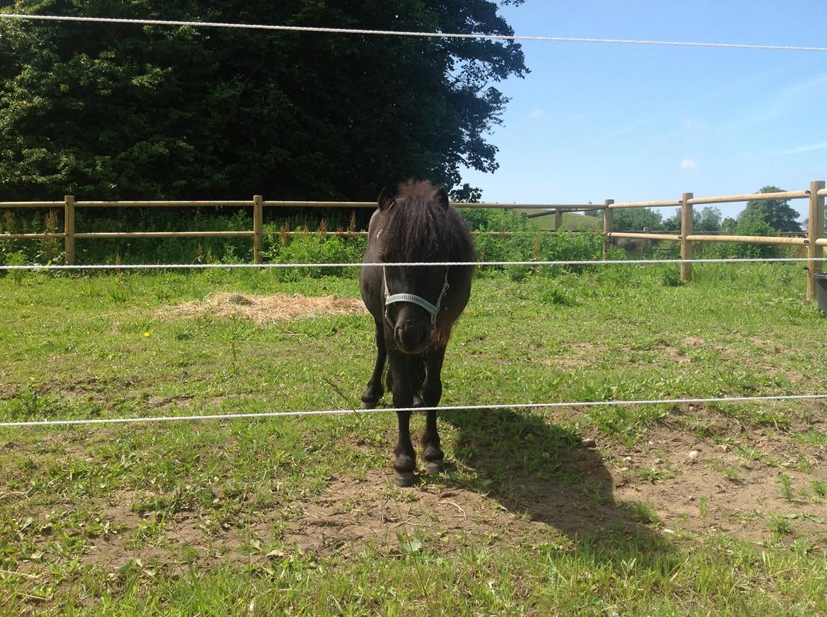 Anden særlig race Im The Peanut *Nutte* billede 5