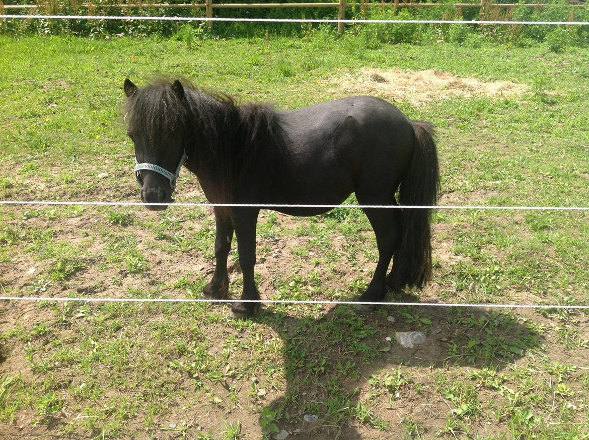 Anden særlig race Im The Peanut *Nutte* billede 6