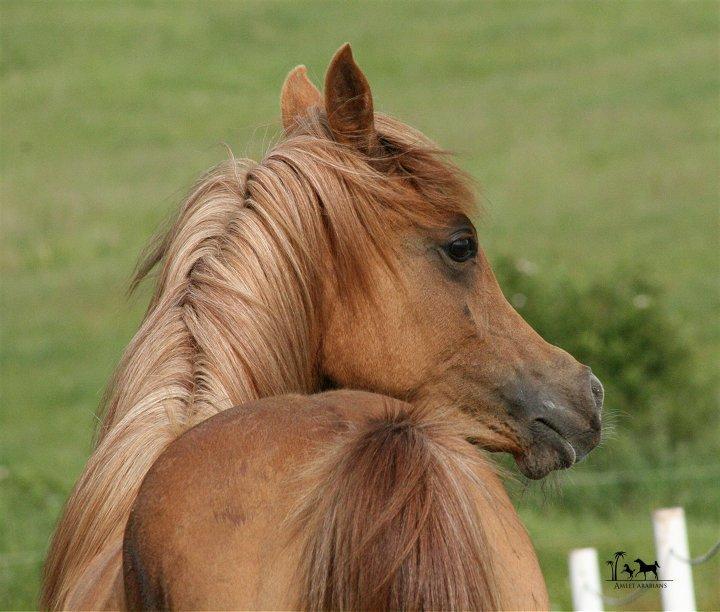 Arabisk fuldblod (OX) Shamiaah APN ( LEASET 2022-23) SOLGT - Juni 2013 billede 10
