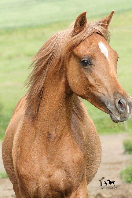 Arabisk fuldblod (OX) Shamiaah APN ( LEASET 2022-23) SOLGT - Juni 2013 billede 11