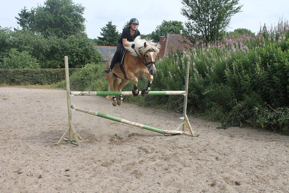 Haflinger Nanna af kroggaard - springer 120.cm<3 billede 7