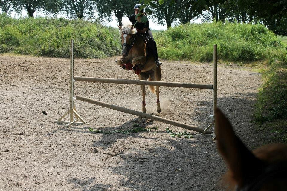 Haflinger Nanna af kroggaard billede 11