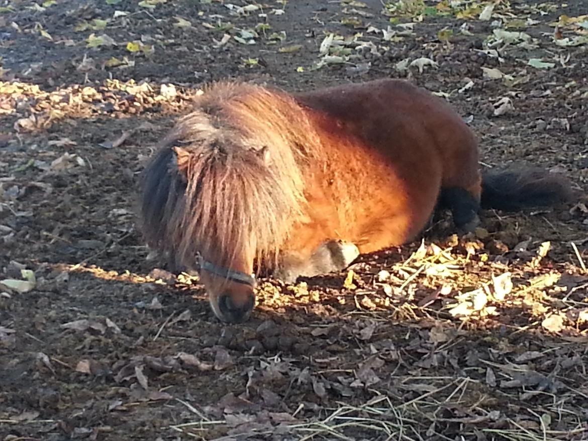 Shetlænder Zorro billede 16