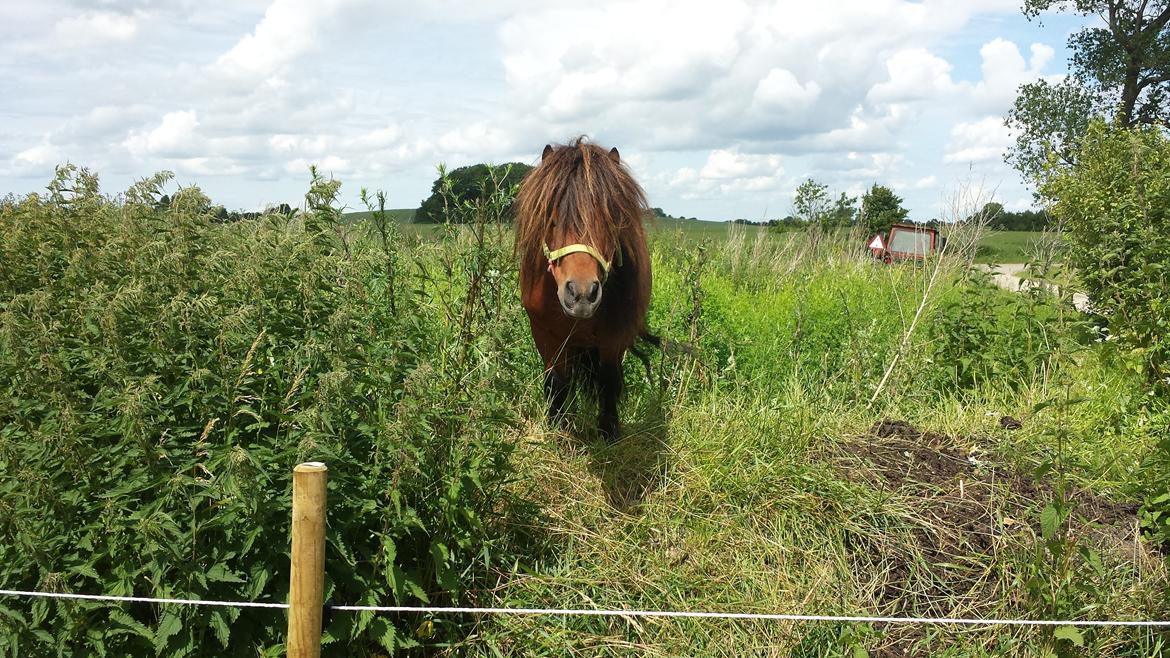 Shetlænder Zorro billede 2