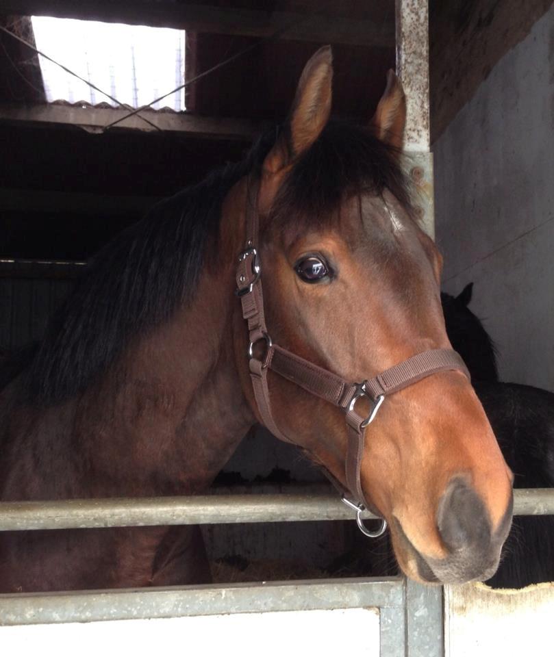 Dansk Varmblod Ringsgaards geni - Maj 2013 <3 billede 34