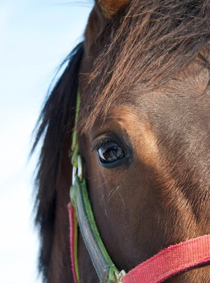 Dansk Varmblod Ringsgaards geni - Min smukke dreng <3
Februar 2013 billede 24