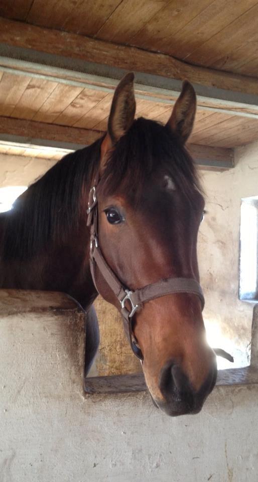 Dansk Varmblod Ringsgaards geni - April 2013 billede 18